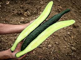 Image result for Cucumis sativus