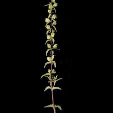 Image result for Micrargeriella aphylla