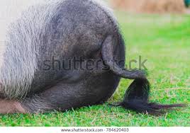 Ass Pig Sleeping On Grass Field Stock Photo 784620403 | Shutterstock