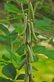 Image result for Crotalaria polysperma
