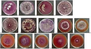 Frontiers | Biocontrol potential of Trichoderma-derived chitinase:  optimization, purification, and antifungal activity against soilborne  pathogens of apple