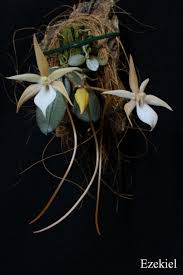 Image result for Aerangis