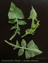 Image result for Sonchus oleraceus