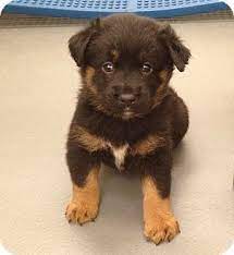 One way to determine the ancestry of your mixed breed is through a dna test. Pin On Cute