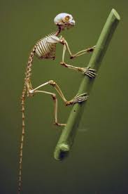 Skeleton By Xyldes On Flickr Monkey Skeleton Skull And Bones Animal Skeletons Natural History