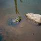 Kids’ Day: Backyard Critters at the Inland Bays Garden Center