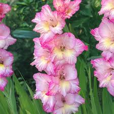 Image result for Gladiolus bellus