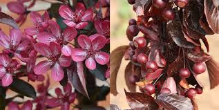 So while crab apple trees can be a lovely ornament to any yard, they could also pose a very real threat to your dog's health; In Focus Crabapple Trees The Primrose Blog