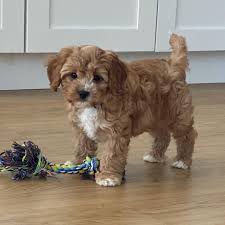 Your veterinarian will be able to spot problems and will work. Maltipoo Puppies For Sale Near Me Home