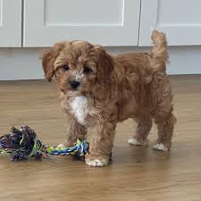 This is a unique litter for us. Maltipoo Puppies For Sale Near Me Home