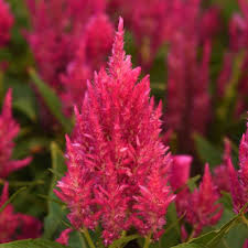 Image result for Celosia pandurata