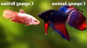 Sebenarnya perbedaan cupang jantan dan juga betina ini sudah majalah ikan sedikit singgung di tulisan 5 cara mudah untuk pemula berbudidaya ikan cupang. Cara Membedakan Ikan Cupang Jantan Dan Ikan Cupang Betina Kangjamal Com