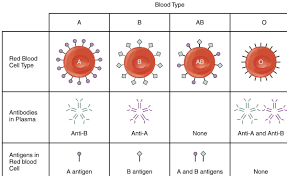 Check spelling or type a new query. Africa Blood Groups And Their Antibodies Are Being Explored In Immunity To Sars Cov2 Allafrica Com