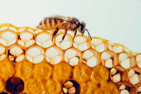 Propolis or bee glue is a resinous mixture that honey bees produce by mixing saliva and beeswax with exudate gathered from tree buds, sap flows, or other botanical sources. Bee Propolis What It Is Benefits How To Use For Skin