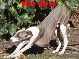 Feeding your dog raw bones has many benefits, but do you know which bones are safe and which are dangerous? 5 Skinny Dog Breeds You Will Want To Bring Home Pethelpful