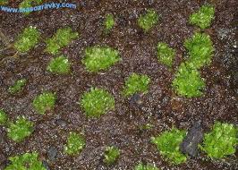 Image result for Genlisea africana