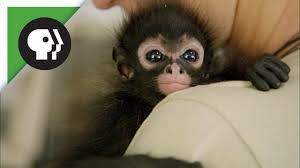 These monkeys have long, spindly legs and lengthy tails along with slightly potbellied bodies, which remind some observers of spiders. Orphaned Spider Monkey Youtube