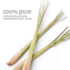 Lemongrass is a fragrant plant which is also called fever grass because of its ability to. Buy Now Lemongrass Oil 1 Ounce Pack Of 2 Online In Vietnam B0041u2u8u