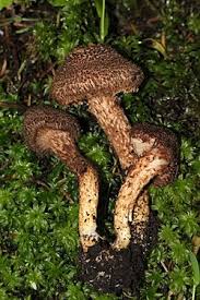 Image result for Inocybe hystrix