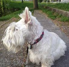Welcome To Hl Whitingham The Best Tartan Dog Collars And Leads Plaid Dog Collars Tartan Dog Tartan Dog Collar