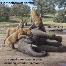 Dietary ecology of the scimitar-toothed cat Homotherium serum: Current  Biology