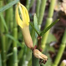 Image result for Ceropegia multiflora