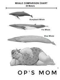Ocean giants the whales a size comparison nature pbs. The Size Of A Human Compared To A Blue Whale 9gag
