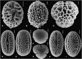 Image result for Neuracanthus africanus