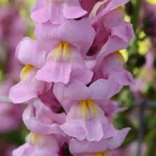 Snapdragon Pictures National Garden Bureau Yearofthesnapdragon Snapdragons Pictures Flowers