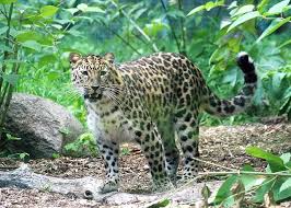 20 Animals Near Extinction In The Wild Cool And Interesting Facts For Kids Animals Amur Leopard Animals Images
