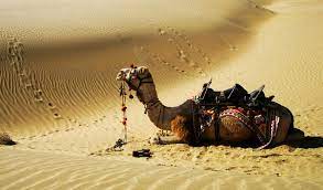 A vast area covered with rolling mounds of fine sand, sam is barely 42 kilometres away from the city and is very popular for day trips as well. Sam Sand Dunes In Jaisalmer Things To Do And How To Reach