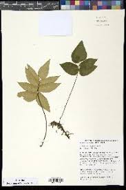 Image result for Pellaea longipilosa