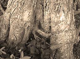 This raises the grade and smothers the roots. Are Your Trees Making The Grade A Proper Grade Is Crucial To Tree Health Michigan Gardener