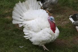 Big Birds That Look Like Turkeys This Broad Breasted White Turkey Was 54 When We Butchered Practically A Big Game Animal At That Point Animal Games Animals Chicken Runs