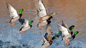 Search for waterfowl pictures, lovepik.com offers 89 all free stock images, which updates 100 free pictures daily to make your work professional and easy. Waterfowl Computer Wallpapers Top Free Waterfowl Computer Backgrounds Wallpaperaccess