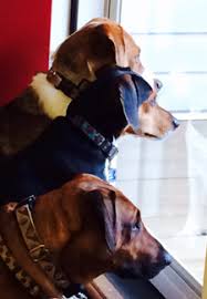 Our pets have made a holiday wishlist and they want toys! 5 Reasons Shelter Dogs Are The Best Dogs