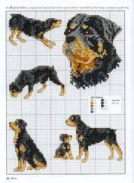 We did not find results for: 43 Rottweiler In Crosstitch Ideas Rottweiler Cross Stitch Cross Stitch Patterns