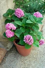 Often, avid gardeners will place vegetable, fruit, and herb gardens tucked away in the backyard, with perhaps a small bed dedicated to growing flowers that are good for cutting and making arrangements with or. 60 Best Types Of Flowers Pretty Pictures Of Garden Flowers