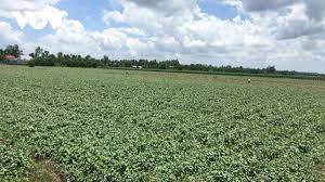 Giá khoai lang Vĩnh Long xuống chạm đáy, nông dân trắng tay