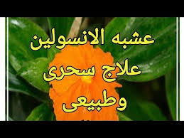 عشبه الانسولين علاج سحرى وطبيعى لمرضى السكري وفوائده العجيبه Youtube In 2020 Health Education Arabic Food Cooking Recipes
