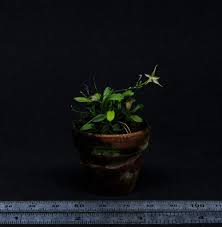 Image result for Microglossa