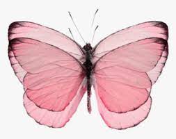 You can also upload and share your favorite cute aesthetic pink butterfly wallpapers. Pinkbutterfly Butterfly Butterflypink Pink Aesthetic Butterfly Backgrounds Hd Png Download Kindpng