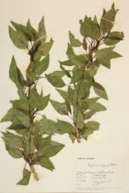 Image result for Salicaceae