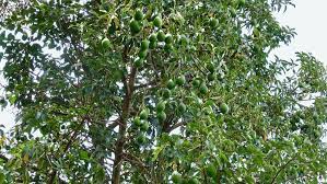 Most literature on avocados states that it will take five yours or more for an avocado tree to bear fruit; How To Grow Avocado Trees Top Tips For Success