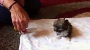 Он играет на позиции левый вингер. Tyson The Tiny Dog Is Only 11 Cm Tall Youtube