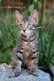 According to the international cat association (tica), cats that could be classified as ojos azules began tica recognized the ojos azules as a cat breed in 1991, though few seem to be in existence. Ojos Azules Wikipedia