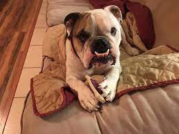 Adopt Thatcher On Petfinder Bulldog Rescue Bulldog Breeds English Bulldog Dog
