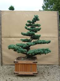 Pin Von Bonsaigarden Auf Bonsay In 2020 Gartenbonsai Design Kleiner Garten Japanischer Garten