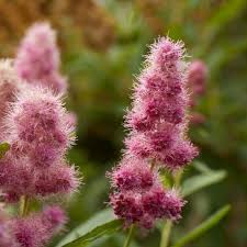 Image result for Spiraea douglasii