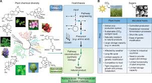 Ekaterinbourg (oural) russia phone : Harnessing Evolutionary Diversification Of Primary Metabolism For Plant Synthetic Biology Journal Of Biological Chemistry